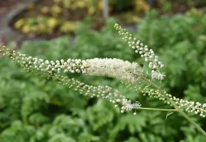 Why Black Cohosh Is Part of My Menopause Survival Kit